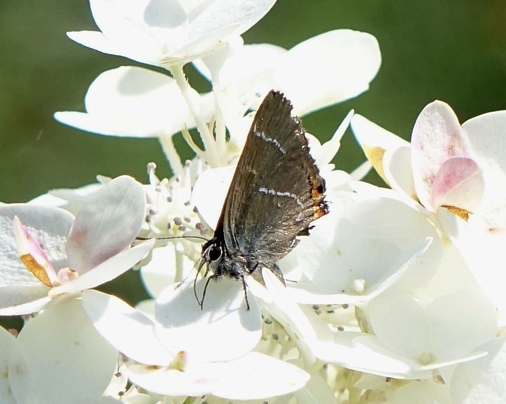 white-letter hairstreak